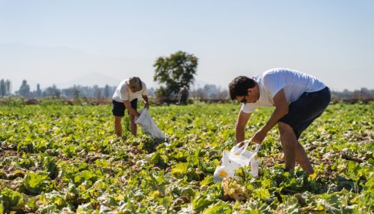 Fotografía de unas personas cosechando en el campo